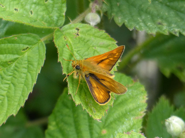 Eastbourne Group Walk Report - The Downs above Eastbourne